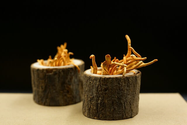 cordyceps-mushrooms-6540180_640 (1).jpg